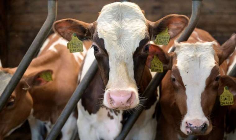 İngiliz üniversite, sömürge hırsızlığının telafisi olarak inek verdi
