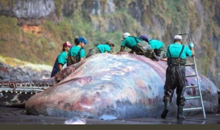 İspanya’da ölü balinanın bağırsağından 500 bin Euro'luk akamber çıktı
