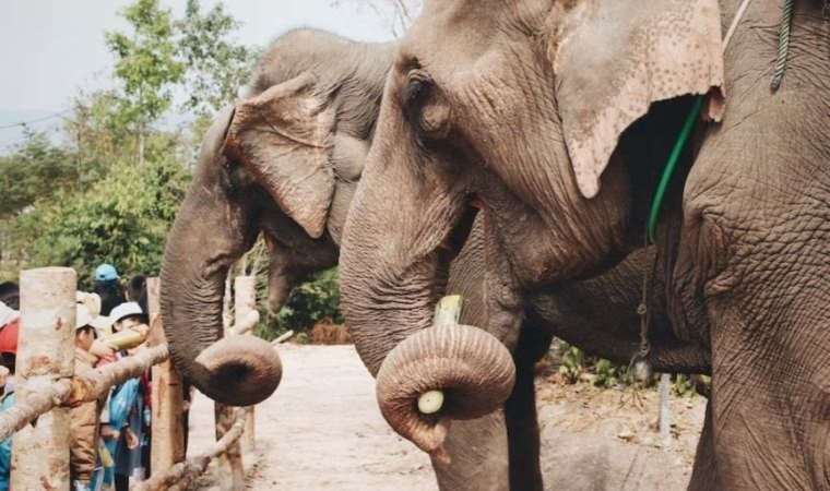 Araştırmacılara göre fillerin de insanlar gibi farklı yeme alışkanlıkları var
