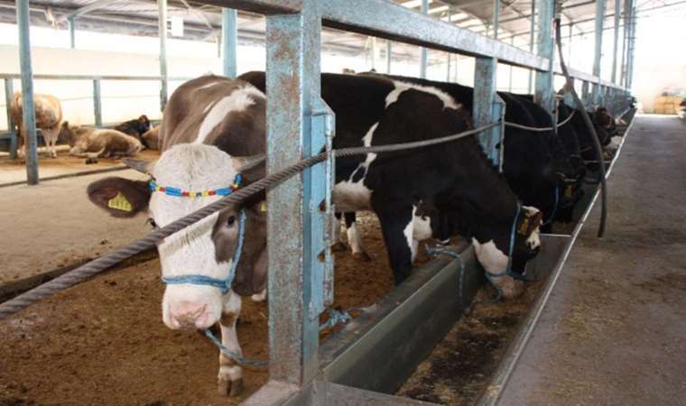 Zonguldak'ta şap alarmı: 6 köy karantinaya alındı