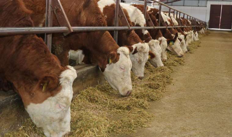 Ardahan'da şap alarmı... Canlı hayvan pazarları ile tüm köyler karantinaya alındı!