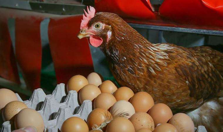 Yumurtada yeni tehlike: Nitrofuran!