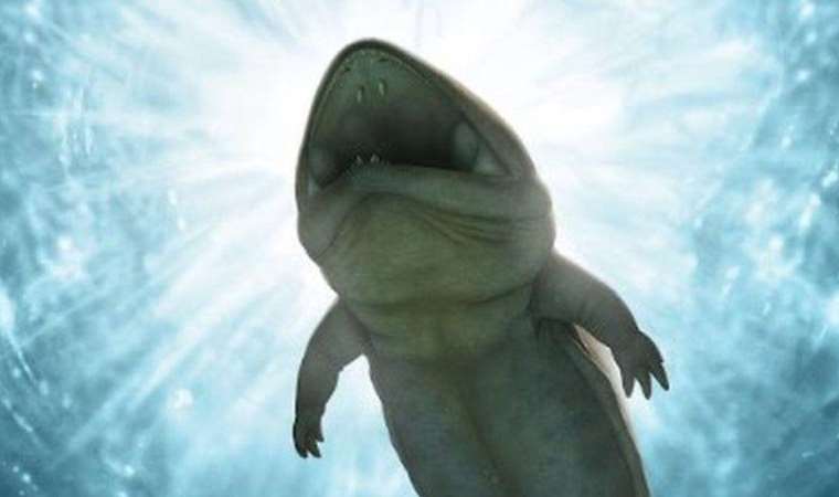 Avustralya'da yeni bir amfibi türü keşfedildi