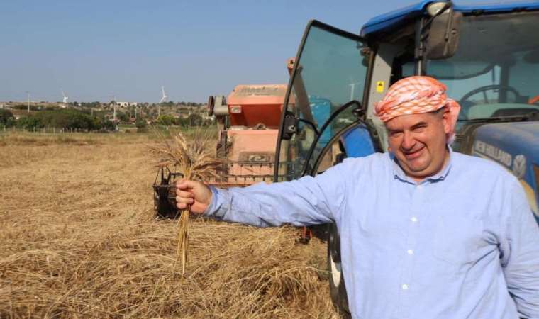 Çeşme'de karakılçık hasadı başladı: Belediye 18 TL'den alacak