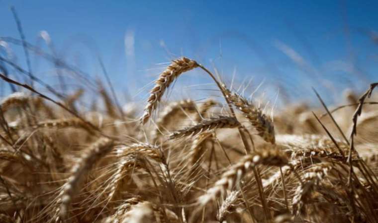 Black Sea wheat war is sideshow for grain deal