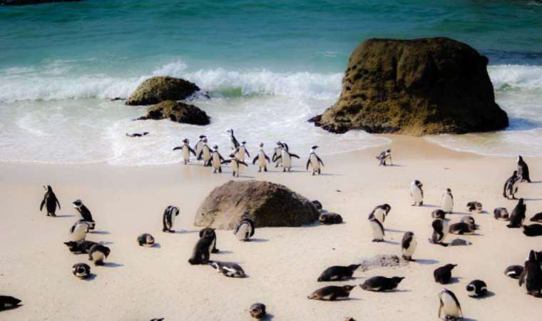 Penguenlerin mücadelesi