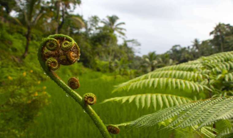 Bitkilerin sessiz çığlığı