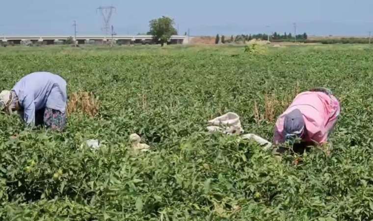 Mevsimlik tarım işçisi isyan etti: ‘İçtiğimiz suyu hayvana verseniz içmez’