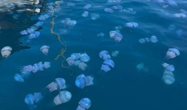 İzmir Körfezi’ni denizanaları sardı