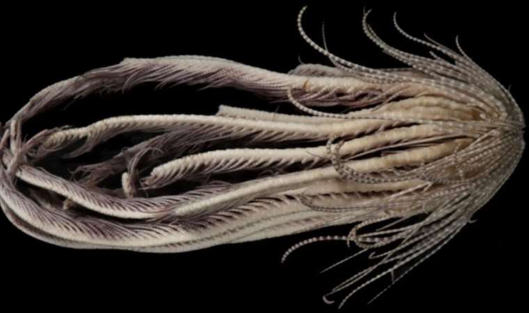 Keşfedilen 20 kollu yaratığa meyve ismi verildi