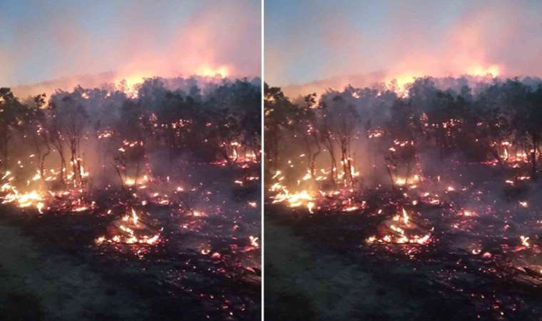 Siirt’te orman yangını: Birçok ilden destek istendi