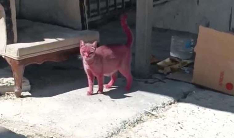 Yer Esenyurt... Kediyi pembeye boyayıp sokağa saldılar!