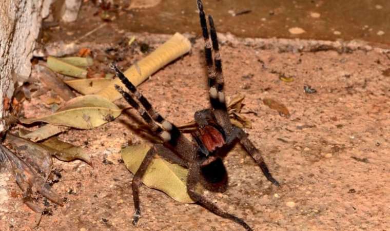 Örümceğin zehrindeki bir madde, ağrı kesici olarak kullanılabilir