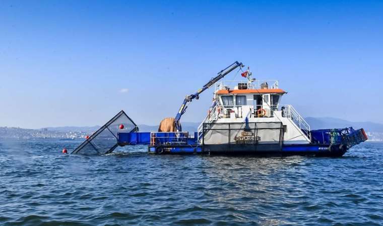 İzmir Körfez'i deniz patlıcanları ile yeniden hayat bulacak