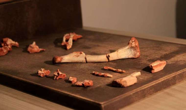 'Devasa ellere ve uzun pençelere...'