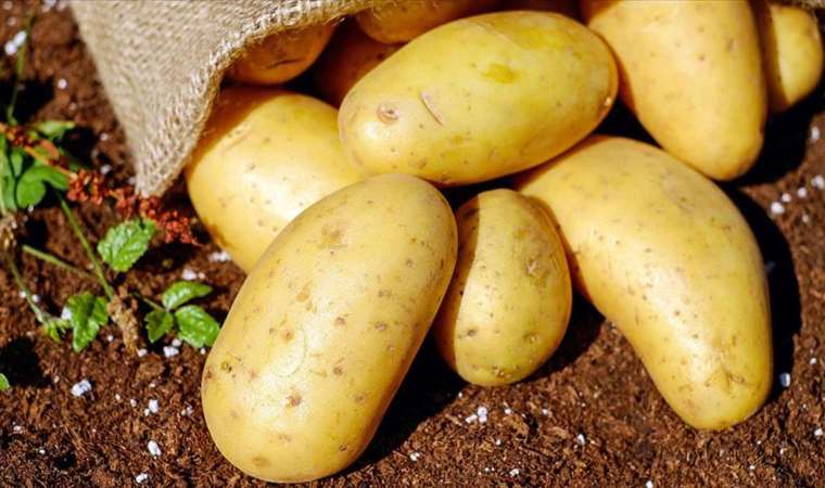 Patates pişirirken suyun sıcaklığı neden önemli? Uzman şeflerden tüyolar