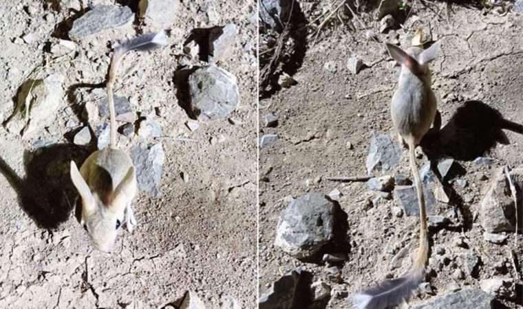 Kırmızı listede yer alan Arap tavşanı Bayburt'un ardından Elazığ'da görüldü!