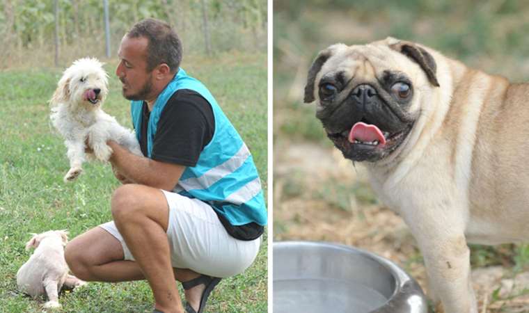'Merdivenaltı üretilip' sokağa terk edildiler... Şimdi yeni yuvalarını bekliyorlar