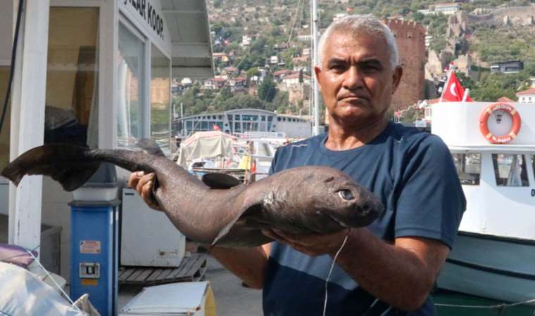 Alanya'da 'ninja köpekbalığı' yakalandı: '49 senedir balıkçıyım, ilk defa gördüm'