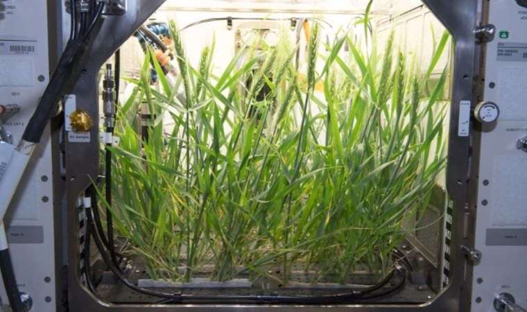 NASA'nın ardından Türk bilim insanları uzayda bitki yetiştirecek