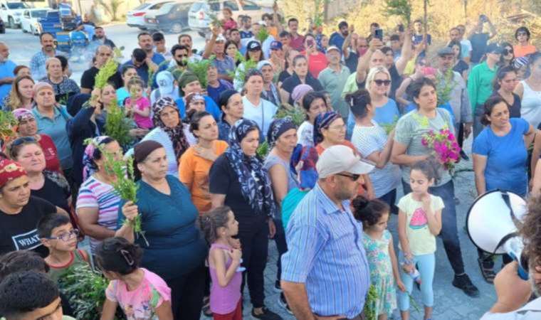 'Asırlık zeytin ağaçları yok edildi...'