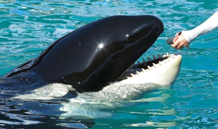 Yıllarca esaret altında akvaryumda tutulan 'Lolita' öldü