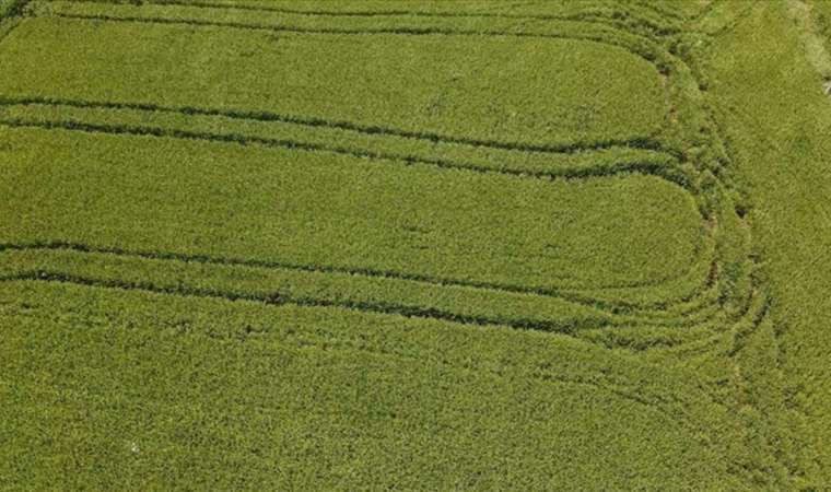 Ziraat Odası Başkanı: 'Çeltikte sıkıntı yaşayacağız'