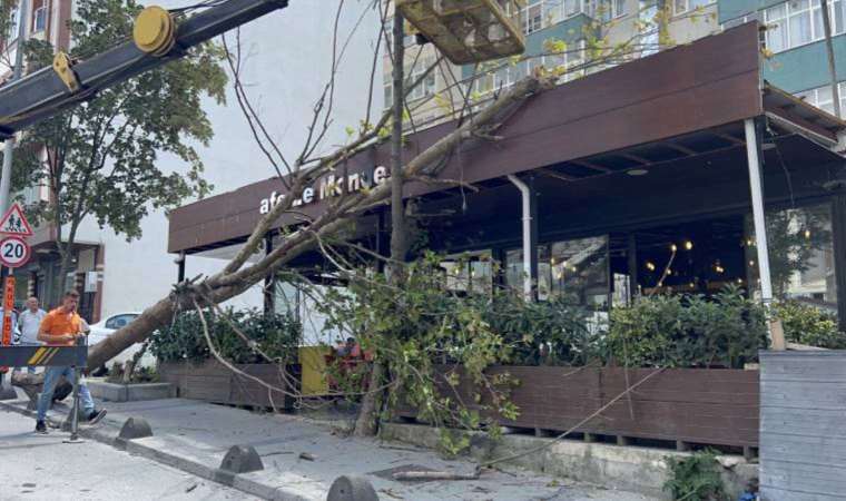 Arnavutköy'de çınar ağacı kafenin üzerine devrildi!