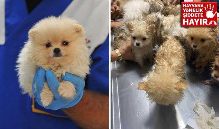 Türkiye'ye kaçak getirilen 22 köpek, otomobilin ön koltuklarının altında bulundu: 'Belki yollarda ölenler de var...'
