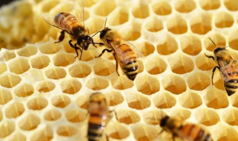 Arılara yönelik araştırma: Eski süper kıtaya yerleşmiş olabilirler