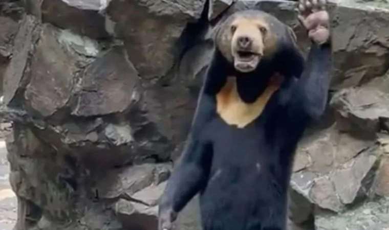 Çin'deki hayvanat bahçesinden dünyaya 'ayı' açıklaması