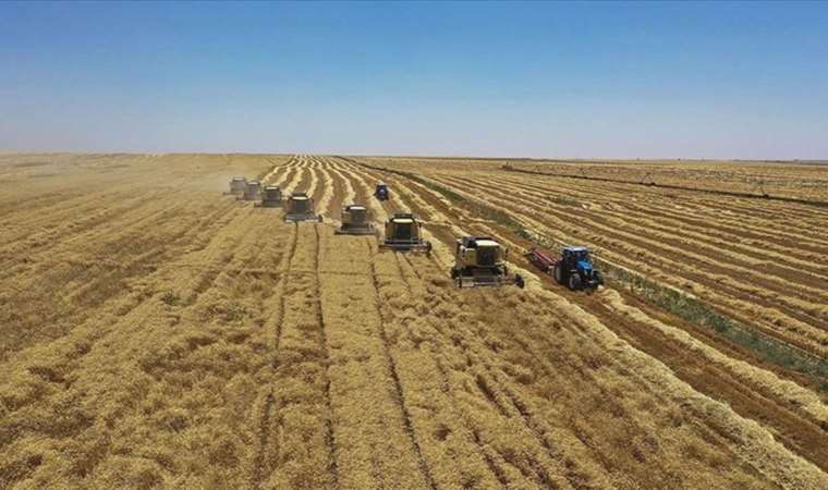 Küresel gıda güvenliği tehlikede: Ukrayna'nın tarım ürünü ihracatında sert düşüş