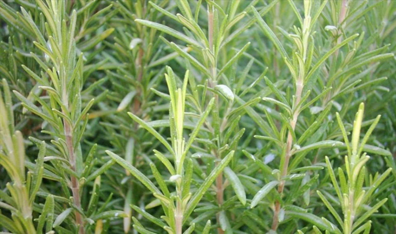 Hafızanızı taze tutacak mucizevi bitki: İşte faydaları ve tarifleri!