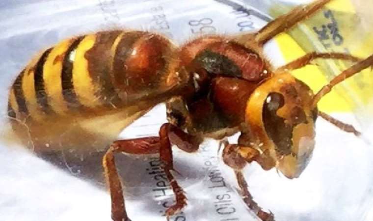 ABD'de Asya dev eşek arısı alarmı: Ülkede ilk kez görüldü