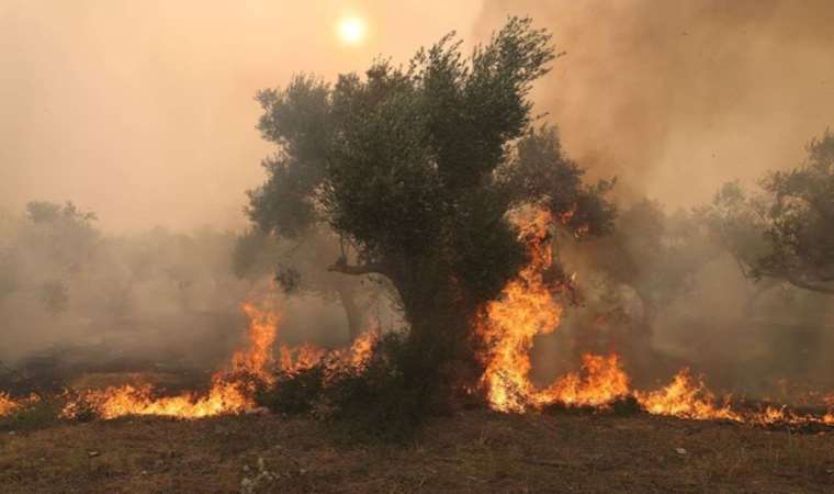 Deadly heatwave in Europe: 18 found burned in Greek fires