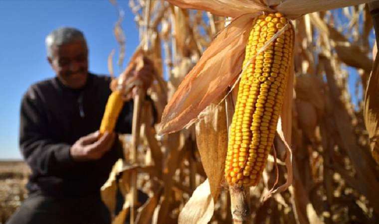 Son dakika... Toprak Mahsulleri Ofisi mısır alım fiyatını açıkladı