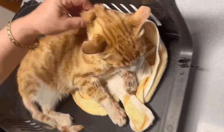 Esenyurt'ta dehşet... İşkenceye uğrayan kedi yaşamını yitirdi