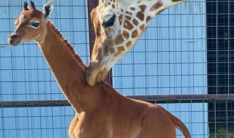 Dünya'da nadir olarak görülen beneksiz bir zürafa doğdu