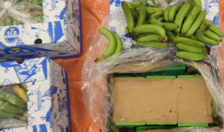 Muzların arasına saklanan tonlarca kokain ele geçirildi