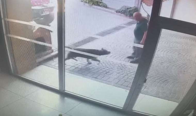 İstanbul'da Pitbull saldırısı... Köpeğin sahipleri yakalandı!