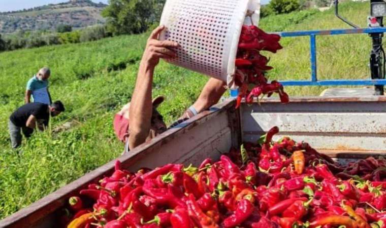 Çiftçi tarlada, yurttaş sofrada isyanda: 5 TL'ye yola çıkan biber pazarda 35 TL'den satılıyor