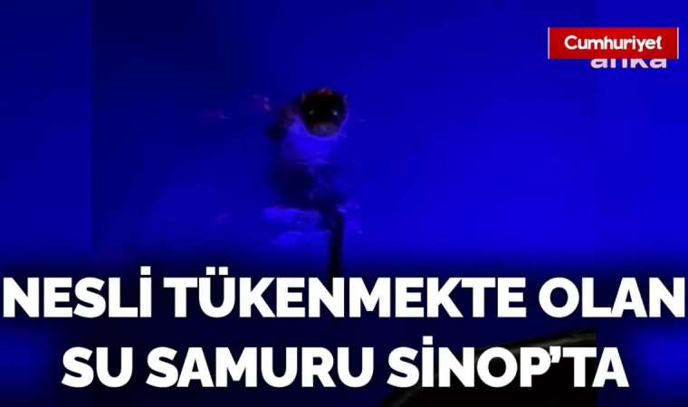 Nesli tükenmekte olan su samuru Sinop'ta görüntülendi