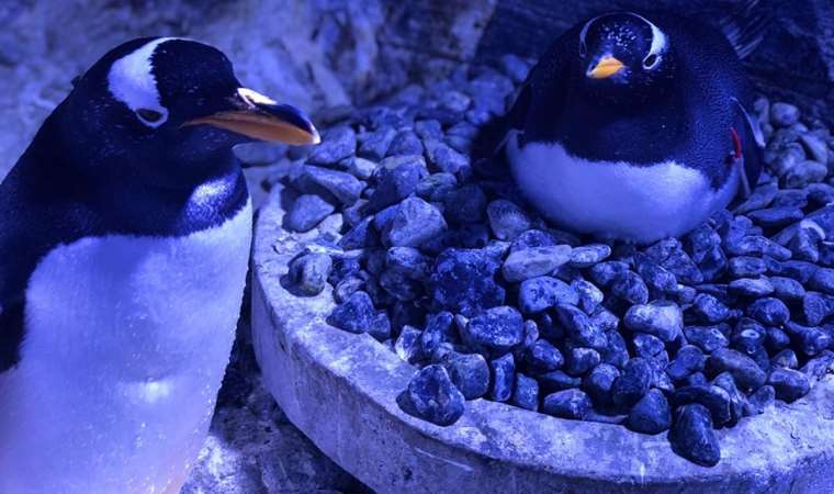 Penguenler üreyemiyor: Küresel ısınma durdurulmazsa yüzde 90'ı yok olacak