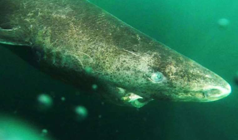 500 yıl kadar yaşayabilen yarı kör Grönland köpekbalığı, Karayipler'de ortaya çıktı