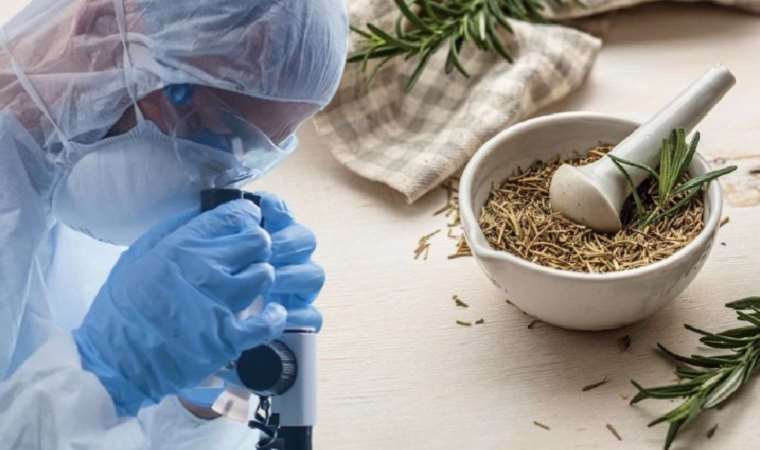 Karaciğer kanseri tedavisinde umut olabilir! Kıbrıs'ta yetişiyor...