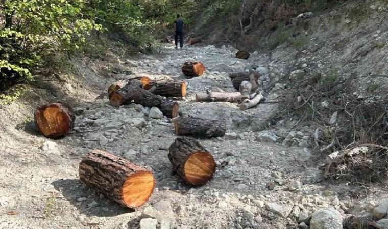Ormandan izinsiz ağaç kesen şahıs yakalandı