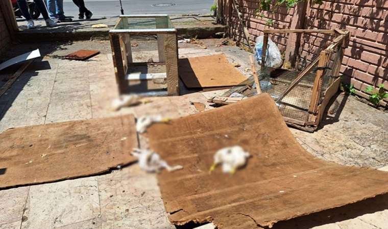 Petshop önünde hayvan katliamı: Tavşan, ördek ve civcivleri öldürdüler!