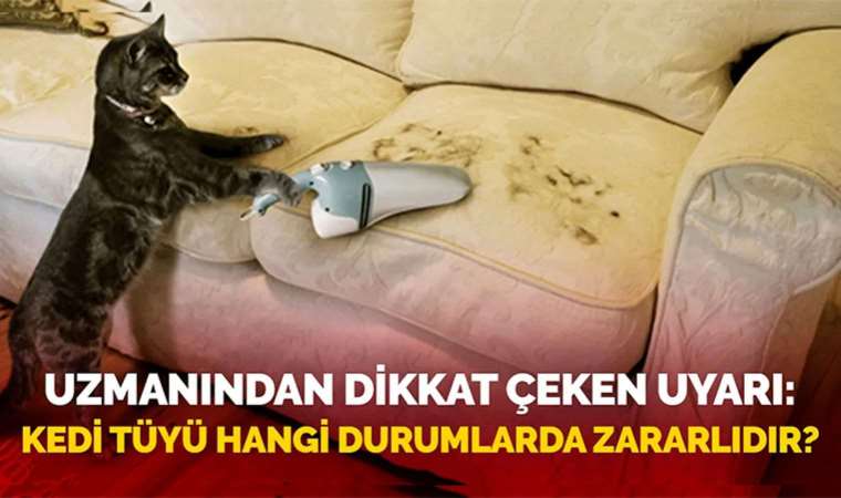 Uzmanından dikkat çeken uyarı! Kedi tüyü hangi durumlarda zararlıdır?