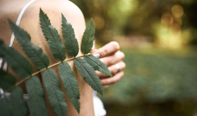 Bu ağacın yaprağını yakıp 10 dakika bekleyin ve mucizeye tanıklık edin!