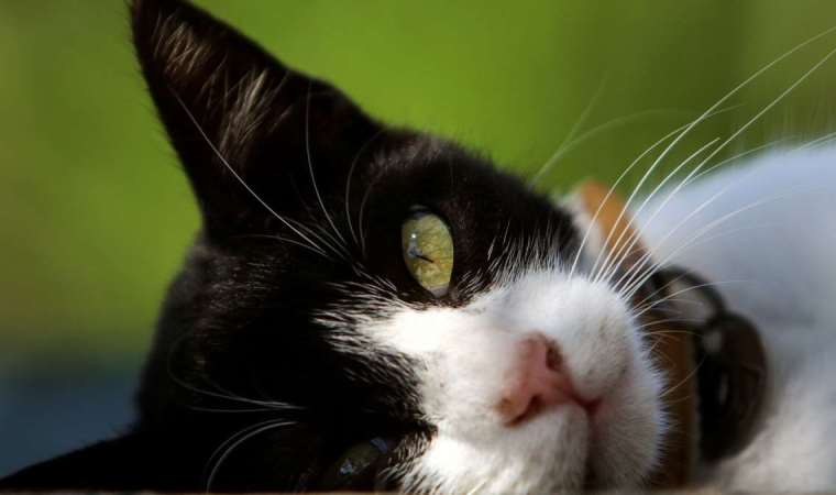 Ölümcül salgının ardından kedilere koronavirüs hapları verilecek